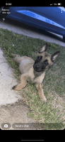 Belgian Shepherd Dog (Malinois) Puppies for sale in McHenry, IL, USA. price: NA