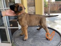 Belgian Shepherd Dog (Malinois) Puppies for sale in Newark, CA 94560, USA. price: NA