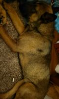Belgian Shepherd Dog (Malinois) Puppies for sale in Council Bluffs, IA, USA. price: NA
