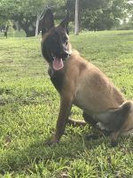 Belgian Shepherd Dog (Malinois) Puppies for sale in SW 24th Ave, Fort Lauderdale, FL 33312, USA. price: NA