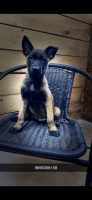 Belgian Shepherd Dog (Malinois) Puppies for sale in Harrison, MI 48625, USA. price: NA