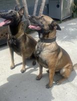 Belgian Shepherd Dog (Malinois) Puppies for sale in Los Angeles, CA, USA. price: NA
