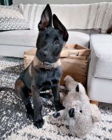 Belgian Shepherd Dog (Malinois) Puppies for sale in Michigan City, IN, USA. price: NA