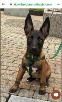 Belgian Shepherd Dog (Malinois) Puppies for sale in Chicago, IL, USA. price: NA