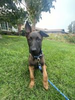Belgian Shepherd Dog (Malinois) Puppies for sale in 1415 Nut Tree Rd, Livingston, CA 95334, USA. price: NA