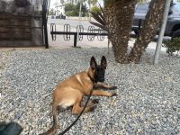 Belgian Shepherd Dog (Malinois) Puppies for sale in Oceanside, CA, USA. price: NA