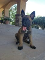 Belgian Shepherd Dog (Malinois) Puppies for sale in Tucson, AZ, USA. price: NA