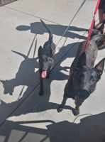 Belgian Shepherd Dog (Malinois) Puppies for sale in Glendale, AZ, USA. price: NA