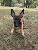 Belgian Shepherd Dog (Malinois) Puppies for sale in 114 High Blue Ave, Hawley, PA 18428, USA. price: NA
