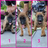 Belgian Shepherd Dog (Malinois) Puppies for sale in Vallejo, CA, USA. price: NA
