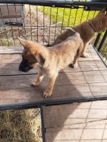 Belgian Shepherd Dog (Malinois) Puppies for sale in North Richland Hills, TX, USA. price: NA