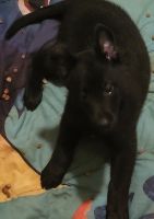 Belgian Shepherd Dog (Malinois) Puppies for sale in Hockley, TX 77447, USA. price: NA