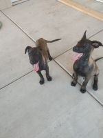 Belgian Shepherd Dog (Malinois) Puppies for sale in Phoenix, AZ, USA. price: NA