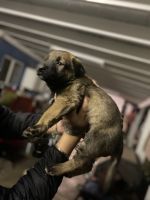 Belgian Shepherd Dog (Malinois) Puppies for sale in Compton, CA, USA. price: NA