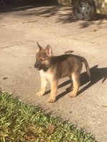 Belgian Shepherd Dog (Malinois) Puppies for sale in North Richland Hills, TX, USA. price: NA