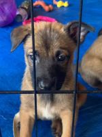 Belgian Shepherd Dog (Malinois) Puppies for sale in Apache Junction, AZ, USA. price: NA