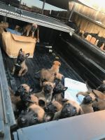 Belgian Shepherd Dog (Malinois) Puppies for sale in Los Angeles, CA 90059, USA. price: NA