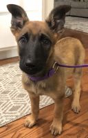 Belgian Shepherd Dog (Malinois) Puppies for sale in Colorado Springs, CO 80920, USA. price: NA