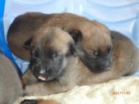 Belgian Shepherd Dog (Malinois) Puppies for sale in Stephenville, TX 76401, USA. price: NA