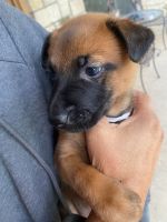 Belgian Shepherd Dog (Malinois) Puppies for sale in Stephenville, TX 76401, USA. price: NA