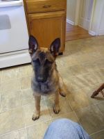 Belgian Shepherd Dog (Malinois) Puppies for sale in Versailles, KY 40383, USA. price: NA