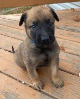 Belgian Shepherd Dog (Malinois) Puppies for sale in Suitland-Silver Hill, MD, USA. price: NA