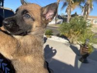 Belgian Shepherd Dog (Malinois) Puppies for sale in Spring Valley, CA, USA. price: NA