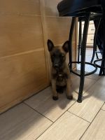 Belgian Shepherd Dog (Malinois) Puppies for sale in Commerce City, CO, USA. price: NA