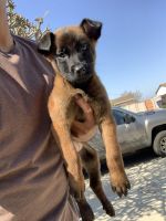 Belgian Shepherd Dog (Malinois) Puppies for sale in 24645 Iceland Path, Lakeville, MN 55044, USA. price: NA