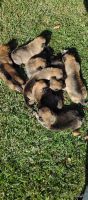 Belgian Shepherd Dog (Malinois) Puppies for sale in Banks, AL, USA. price: NA