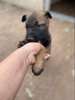 Belgian Shepherd Dog (Malinois) Puppies for sale in Alhambra, CA, USA. price: NA