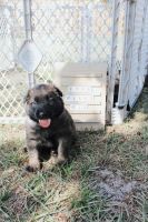 Belgian Shepherd Dog (Malinois) Puppies for sale in Sebring, FL, USA. price: NA