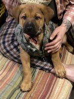Belgian Shepherd Dog (Malinois) Puppies for sale in New York, NY 10002, USA. price: NA