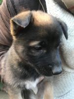 Belgian Shepherd Dog (Malinois) Puppies for sale in Los Angeles, CA, USA. price: NA