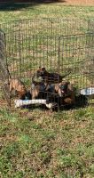 Belgian Shepherd Dog (Malinois) Puppies for sale in Chester, SC 29706, USA. price: NA