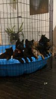 Belgian Shepherd Dog (Malinois) Puppies for sale in Rockford, IL, USA. price: NA