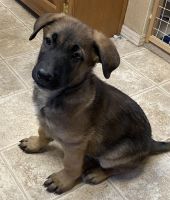 Belgian Shepherd Dog (Malinois) Puppies for sale in Erie, CO, USA. price: NA