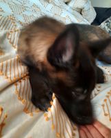 Belgian Shepherd Dog (Malinois) Puppies for sale in Lynchburg, OH 45142, USA. price: NA