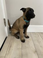 Belgian Shepherd Dog (Malinois) Puppies for sale in Whittier, CA, USA. price: NA