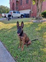 Belgian Shepherd Dog (Malinois) Puppies for sale in Lewisville, TX 75057, USA. price: NA