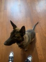 Belgian Shepherd Dog (Malinois) Puppies for sale in Rolling Meadows, IL, USA. price: NA