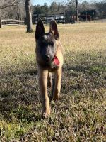 Belgian Shepherd Dog (Malinois) Puppies for sale in Cleveland, TX, USA. price: NA