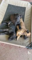 Belgian Shepherd Dog (Malinois) Puppies for sale in Boise, ID, USA. price: NA