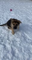 Belgian Shepherd Dog (Malinois) Puppies for sale in Dearborn Heights, MI, USA. price: NA