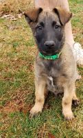 Belgian Shepherd Dog (Malinois) Puppies for sale in Spotsylvania County, VA, USA. price: NA