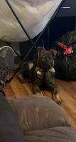Belgian Shepherd Dog (Malinois) Puppies for sale in Little Rock, AR, USA. price: NA