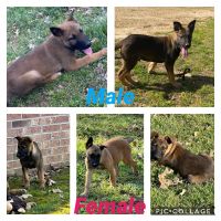 Belgian Shepherd Dog (Malinois) Puppies for sale in Rector, AR 72461, USA. price: NA