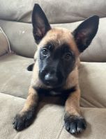 Belgian Shepherd Dog (Malinois) Puppies for sale in Placentia, CA 92870, USA. price: NA