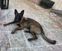 Belgian Shepherd Dog (Malinois) Puppies for sale in Bakersfield, CA, USA. price: NA