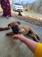 Belgian Shepherd Dog (Malinois) Puppies for sale in McKee, KY 40447, USA. price: NA